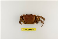 藏品(顯著表方蟹)的圖片